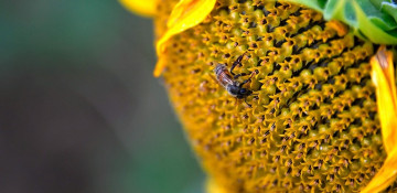Honeybee venom can kill breast cancer cells, Australian mice study shows