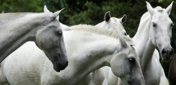 Inspired by snake anti-venom, Costa Rica turns to horse antibodies to treat COVID-19