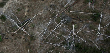 Eight European countries urge Brazil to take action on Amazon deforestation