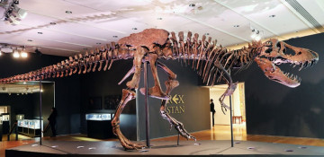 One of the largest T-rex skeletons set to go up for auction - NO COMMENT