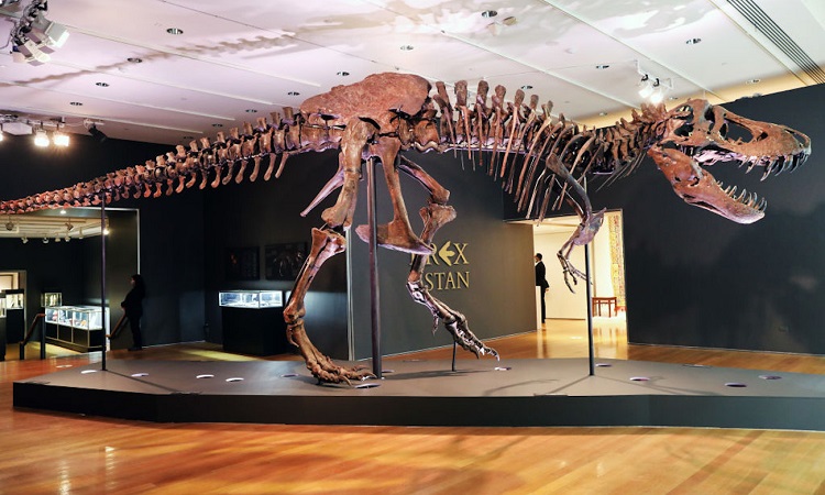 One of the largest T-rex skeletons set to go up for auction - NO COMMENT
