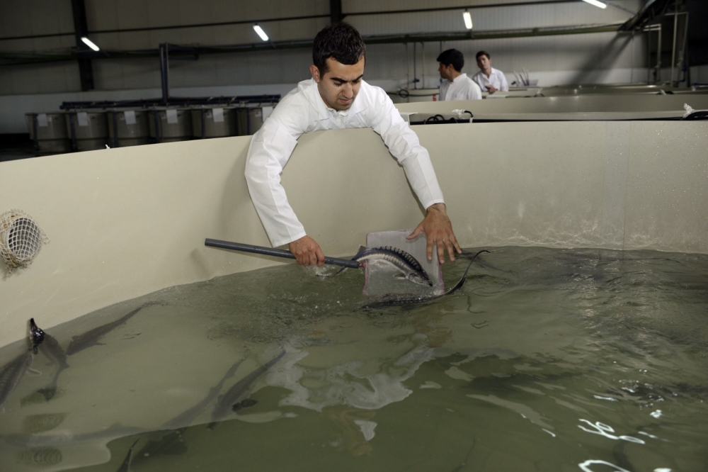 Azerbaijan endorses FAO-Turkey Partnership Program project on fisheries