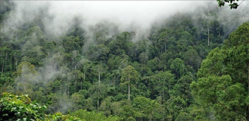 Japan, Brazil sign deal for Amazon's biodiversity