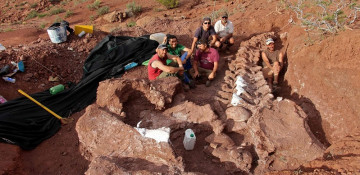 Dinosaur discovered in Argentina could be largest ever found