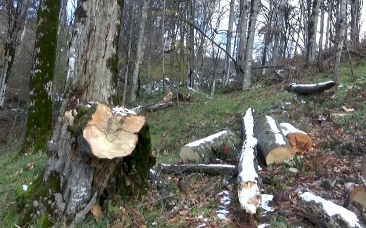 Over 54-ha forests in Azerbaijani territory destroyed during Armenian occupation – deputy minister