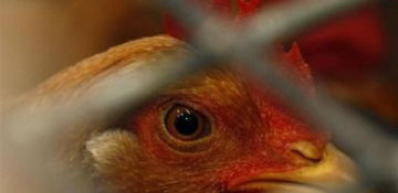 Bulgaria confirms fourth bird flu outbreak in less than a week