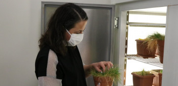 Turkish scientists engineer new cold-resistant wheat