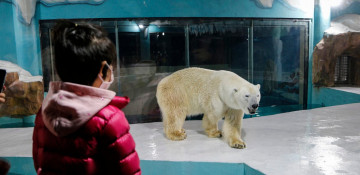 Chinese 'polar bear hotel' opens to full bookings, criticism
