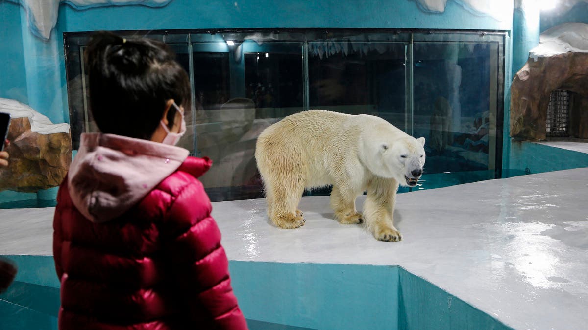 Chinese 'polar bear hotel' opens to full bookings, criticism