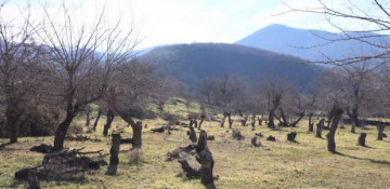 Azerbaijan prepares special program to restore forests in liberated lands