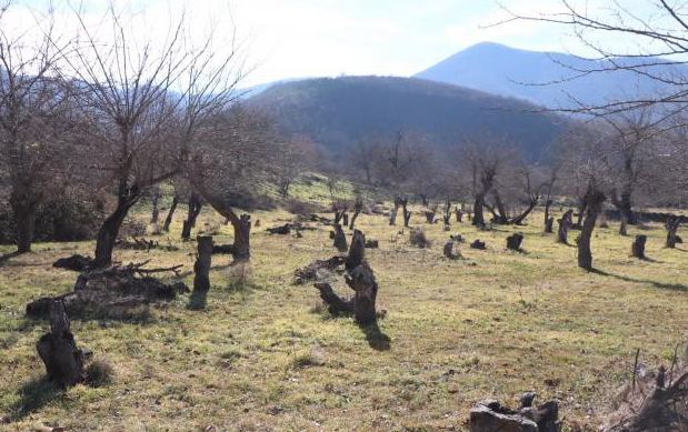 Azerbaijan prepares special program to restore forests in liberated lands