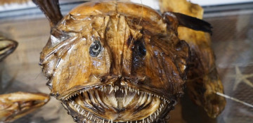 Turkish fisherman opens museum with 15,000 mummified sea creatures