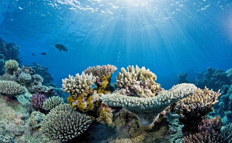 Climate change shrinks marine life richness near equator: study