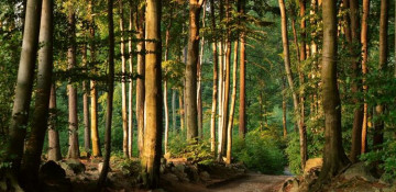 UN report calls for urgent action to restore forests