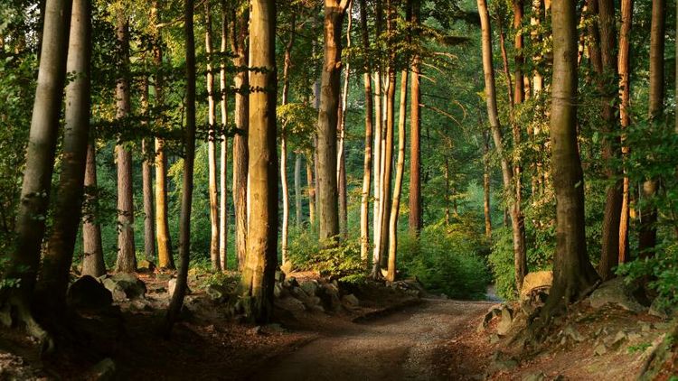 UN report calls for urgent action to restore forests