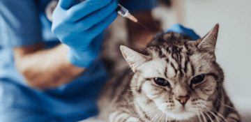 Russia begins production of world's first COVID-19 vaccine for animals