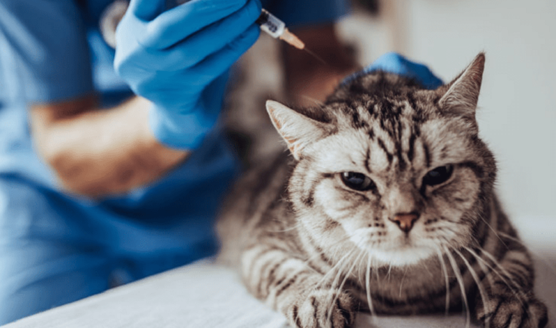 Russia begins production of world's first COVID-19 vaccine for animals