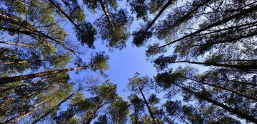 Amazon deforestation hits third straight record in May