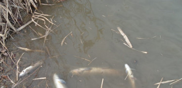 Azerbaijani IDPs appeal to German ambassador on Cronimet company for polluting Okhchuchay river