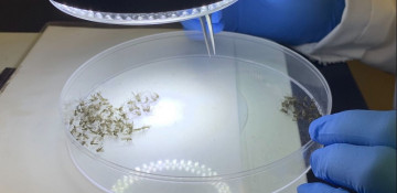 California confirms first human West Nile Virus death of 2021