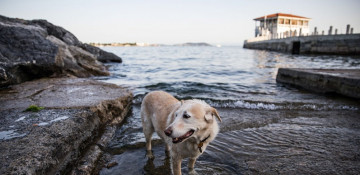 Turkish parliament approves long-awaited animal rights bill
