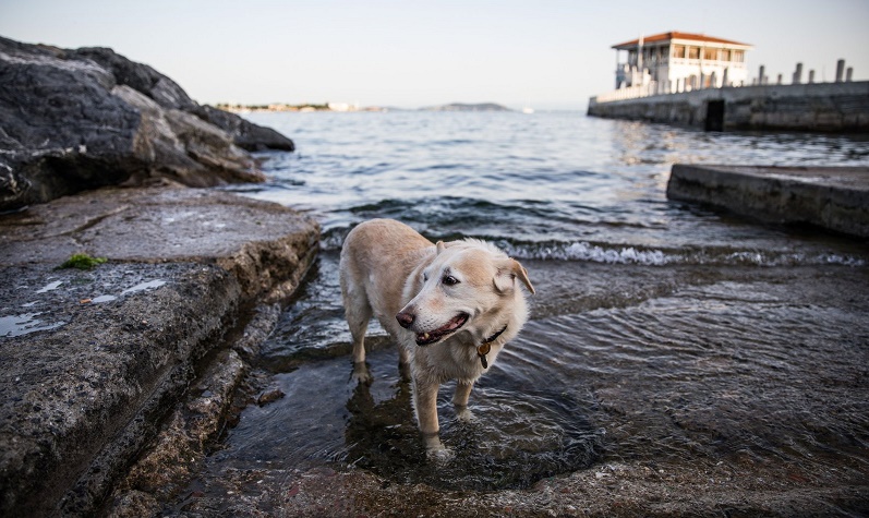 Turkish parliament approves long-awaited animal rights bill
