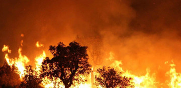 Algeria blames forest fires on arson, death toll rises to 42