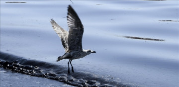 EU concerned over environmental effects of Syria oil spill: Official