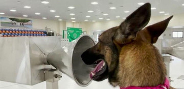 Led by the nose: Meet the UAE's COVID-19 sniffer dogs
