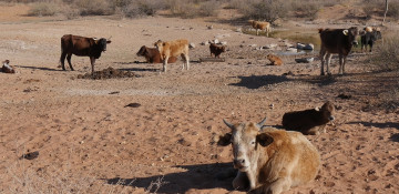 Namibia detects a new strain of foot-and-mouth disease