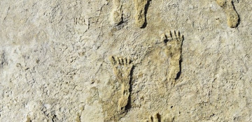 23,000 year-old human footprints discovered in New Mexico