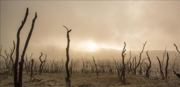 Over 100 world leaders sign declaration on halting and reversing forest loss