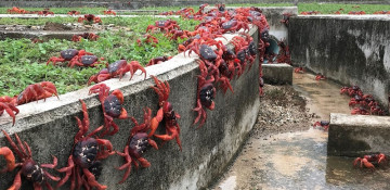 Week in Photos: Tea drinking squirrel, floating Grogu and rain