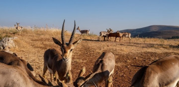 Turkey steps up fight to protect endangered species