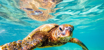 Australia earmarks more funds for Great Barrier Reef protection