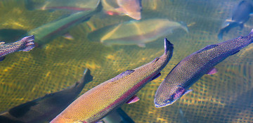 Azerbaijan plans to construct fish hatcheries in liberated territories