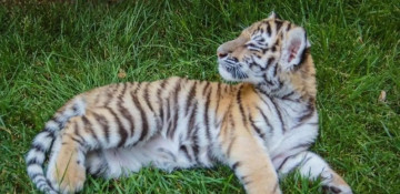 Tiger cub born in Baku Zoo (PHOTO)