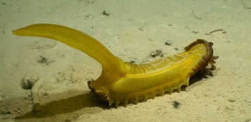 Scientists find 30 potential new species at bottom of ocean