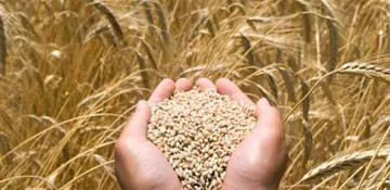 XII Int'l Grain Trading Conference to take place in Azerbaijan