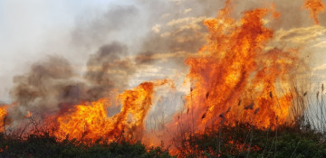 Forestfires started in Azerbaijan's Guba and Shabran