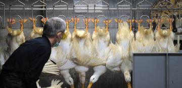 France raises bird flu alert level after resurgence of virus