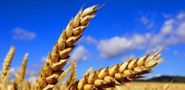 Turkish National Defense Ministry announces amount of grain, transported to Ukraine