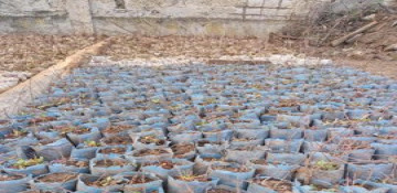 43 thousand tree saplings and 150 kg of seeds brought from Türkiye will be planted in Jabrayil
