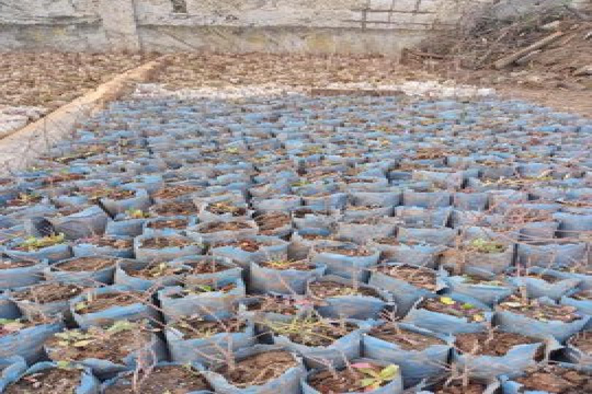 43 thousand tree saplings and 150 kg of seeds brought from Türkiye will be planted in Jabrayil