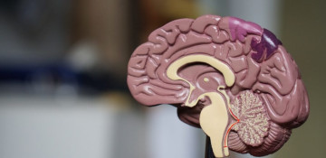 Israeli scientists find groundbreaking approach for treating Alzheimer’s, study shows