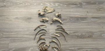 Azerbaijan releases footage of human remains found in Aghdam district