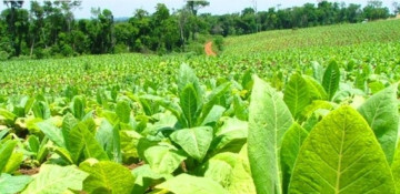 WHO urges governments to stop subsidizing life-threatening tobacco crops
