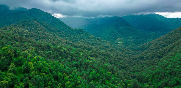 Azerbaijan’s Hirkan Forests inscribed on UNESCO World Heritage List 