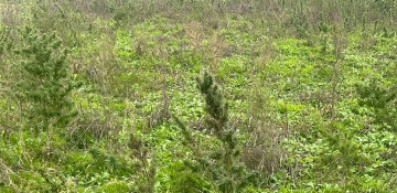Azerbaijan discovers another narcotic plantation in liberated Khojaly