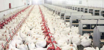 Azerbaijan restricts poultry imports from certain countries